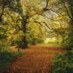 Painel Fotográfico 8-068 Floresta do Outono | Consultar disponibilidade do Produto |