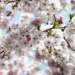 Painel Fotográfico 8-507 Flores de Cerejeira | Consultar disponibilidade do Produto |