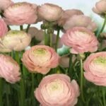 Painel Fotográfico 8-894 Rosas | Consultar disponibilidade do Produto |