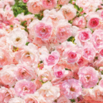 Painel Fotográfico 8-937 Rosas | Consultar disponibilidade do Produto |