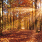 Painel Fotográfico 8-997 Floresta Vermelha | Consultar disponibilidade do Produto |