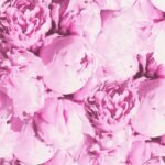 Papel de Parede New Studio 2.0 373981 “Consultar disponibilidade do Produto 19 9 8750-5835″