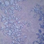 Papel de Parede Infantil Magica 40329 "Consultar disponibilidade do Produto 19 9 8750-5835"