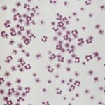 Papel de Parede Vanity 40905 | Consultar disponibilidade do Produto |