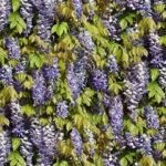 Papel de Parede Allegra 7307-1