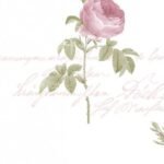 Papel de Parede Rose Garden 2 CG28820 | Consultar disponibilidade do Produto |
