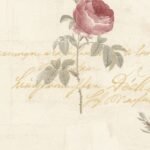 Papel de Parede Rose Garden 2 CG28860 | Consultar disponibilidade do Produto |