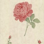 Papel de Parede Elizabeth Ockford EO00141