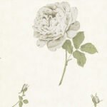 Papel de Parede Elizabeth Ockford EO00143