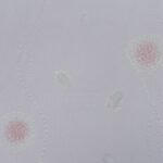 Papel de Parede Flower Ocean JD5-7603402-1 "Consultar disponibilidade do Produto 19 9 8750-5835"