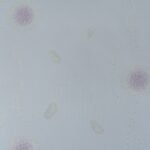 Papel de Parede Flower Ocean JD5-7603403 "Consultar disponibilidade do Produto 19 9 8750-5835"