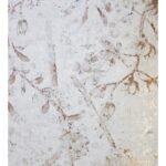 Papel de Parede Capusso WM190307039