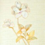 Papel de Parede Motivi 51035 "Consultar disponibilidade do Produto 19 9 8750-5835"